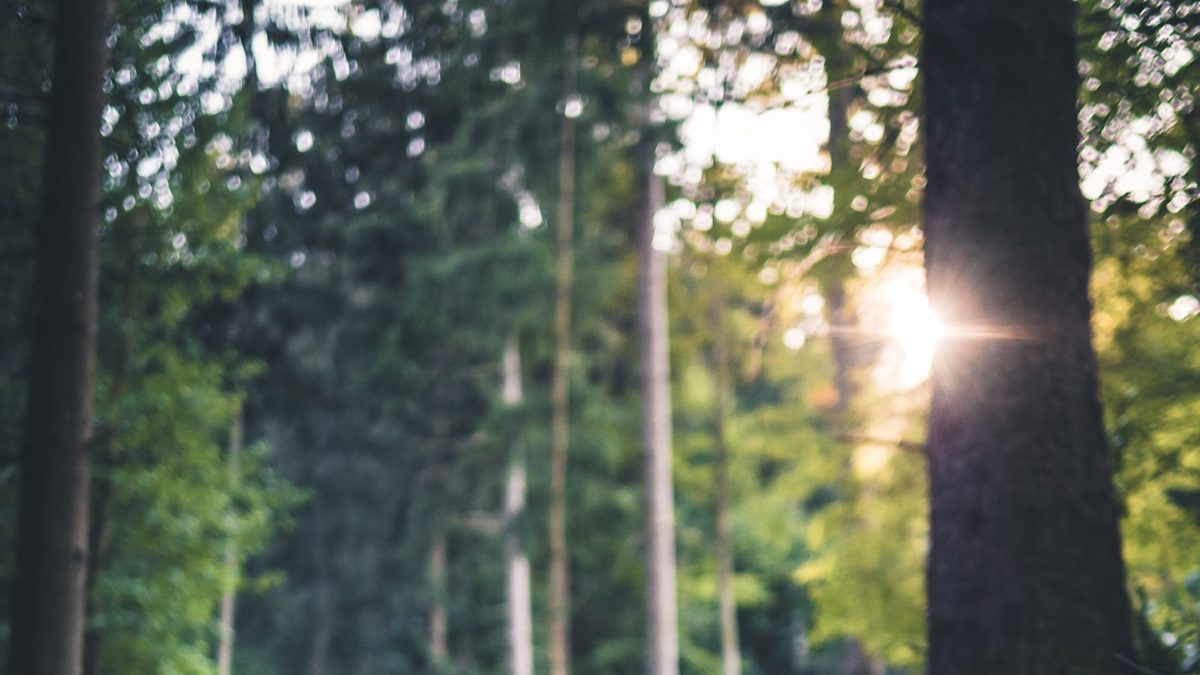 Thumbnail for How to Hire a Licensed Concreter in Australia: A Complete Homeowner's Guide